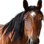 Storey Publishing Horse Biology Kindle Edition 485‑Page Study-0