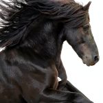 Horse Behavior Guide by Scientific American - Kindle eBook 412 Pages-0