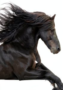 Horse Behavior Guide by Scientific American - Kindle eBook 412 Pages-0