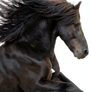 Horse Behavior Guide by Scientific American - Kindle eBook 412 Pages-0