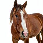 Da Capo Press Horse Care Illustrated eBook – 242 Pages-0