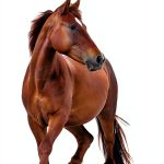 Horse Care Book 2nd Edition CompanionHouse Kindle eBook 1096 Pages-0