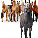 Horse Behavior Guide by Trafalgar Square Books Kindle eBook 826 Pages-0