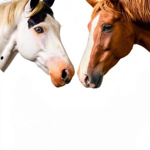 The Horses Know Book 2 eBook by Coxstone Press – 2nd Edition-0