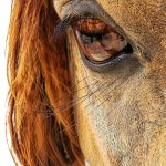 Horse Biology and Spiritual Healing Kindle eBook by Amazon 246 Pages-0