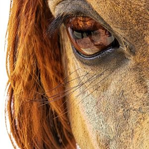 Horse Biology and Spiritual Healing Kindle eBook by Amazon 246 Pages-0