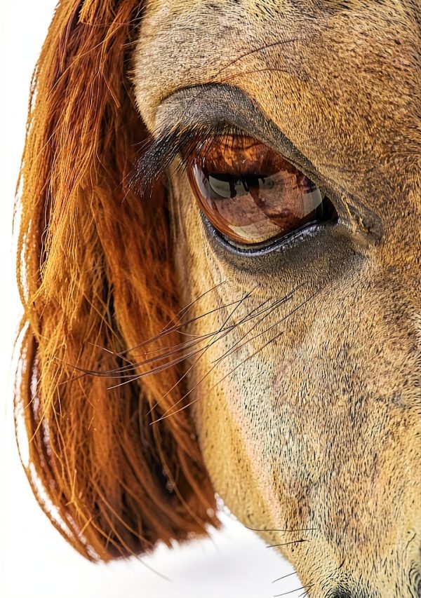 Horse Biology and Spiritual Healing Kindle eBook by Amazon 246 Pages-0